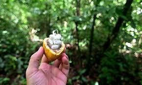 野生、栽培カカオの収穫と発酵